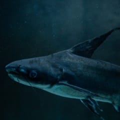 Iridescent shark catfish
