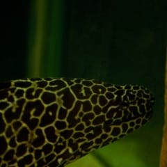 Leopard moray eel