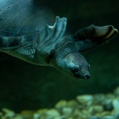 Pig-nosed turtle