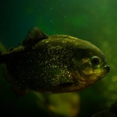 Краснобрюхая пиранья