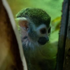 Common squirrel monkey